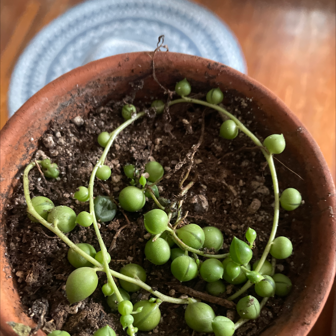 String of Pearls plant photo by Lan named Pearl on Greg, the plant care app.