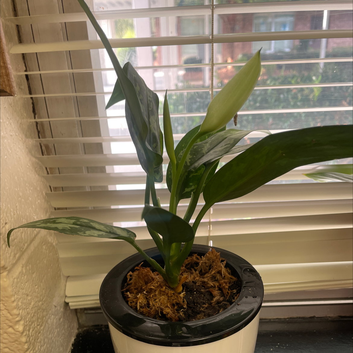 Peace Lily plant photo by Lan named Lily on Greg, the plant care app.