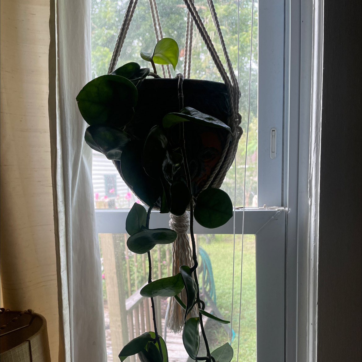 Chelsea Hoya plant photo by Lan named Chelsea on Greg, the plant care app.