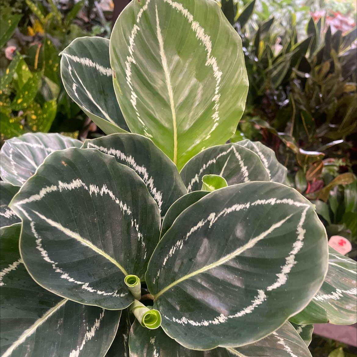 Rose Calathea plant photo by Lan named Cathy on Greg, the plant care app.
