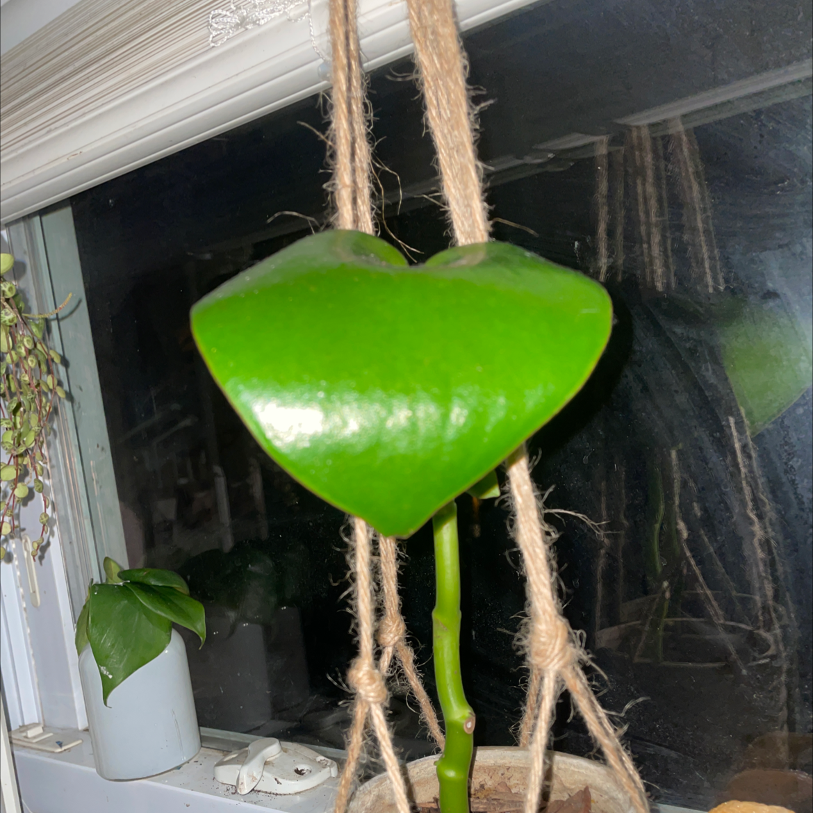 Raindrop Peperomia plant photo by Lan named Rainy on Greg, the plant care app.