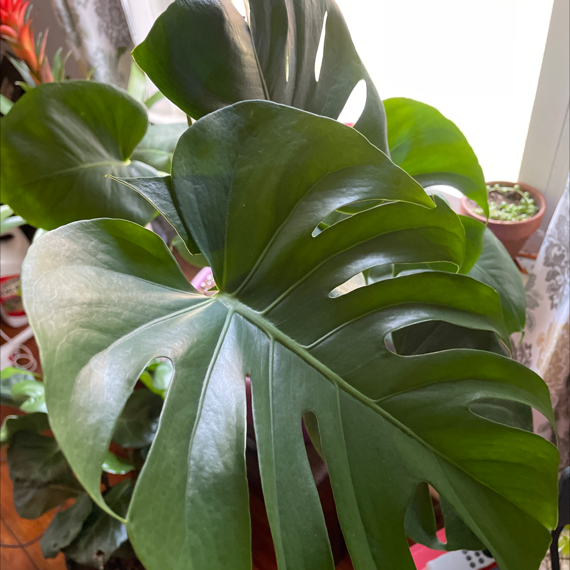 Monstera plant photo by Lan named Monique on Greg, the plant care app.