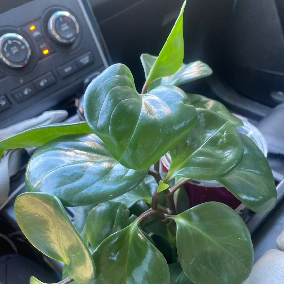 Baby Rubber Plant plant photo by Lan named Ruben on Greg, the plant care app.