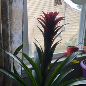 Bromeliad plant photo by Lan named Brody on Greg, the plant care app.