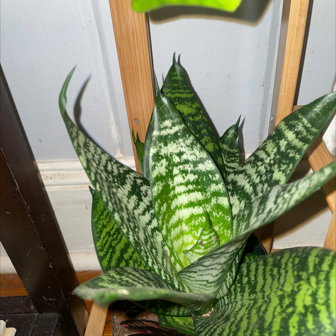 Snake Plant plant photo by Lan named Rosy on Greg, the plant care app.