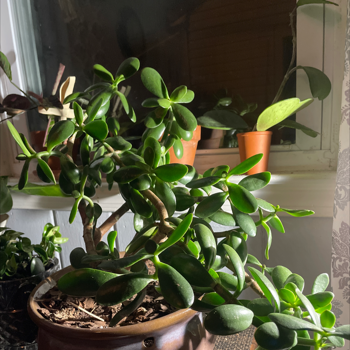 Lucky Plant plant photo by Lan named Jada on Greg, the plant care app.