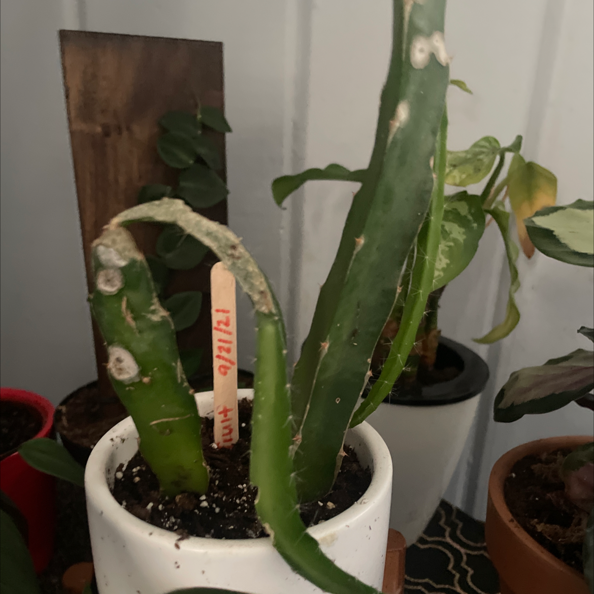 Dragonfruit plant photo by Lan named Drago on Greg, the plant care app.