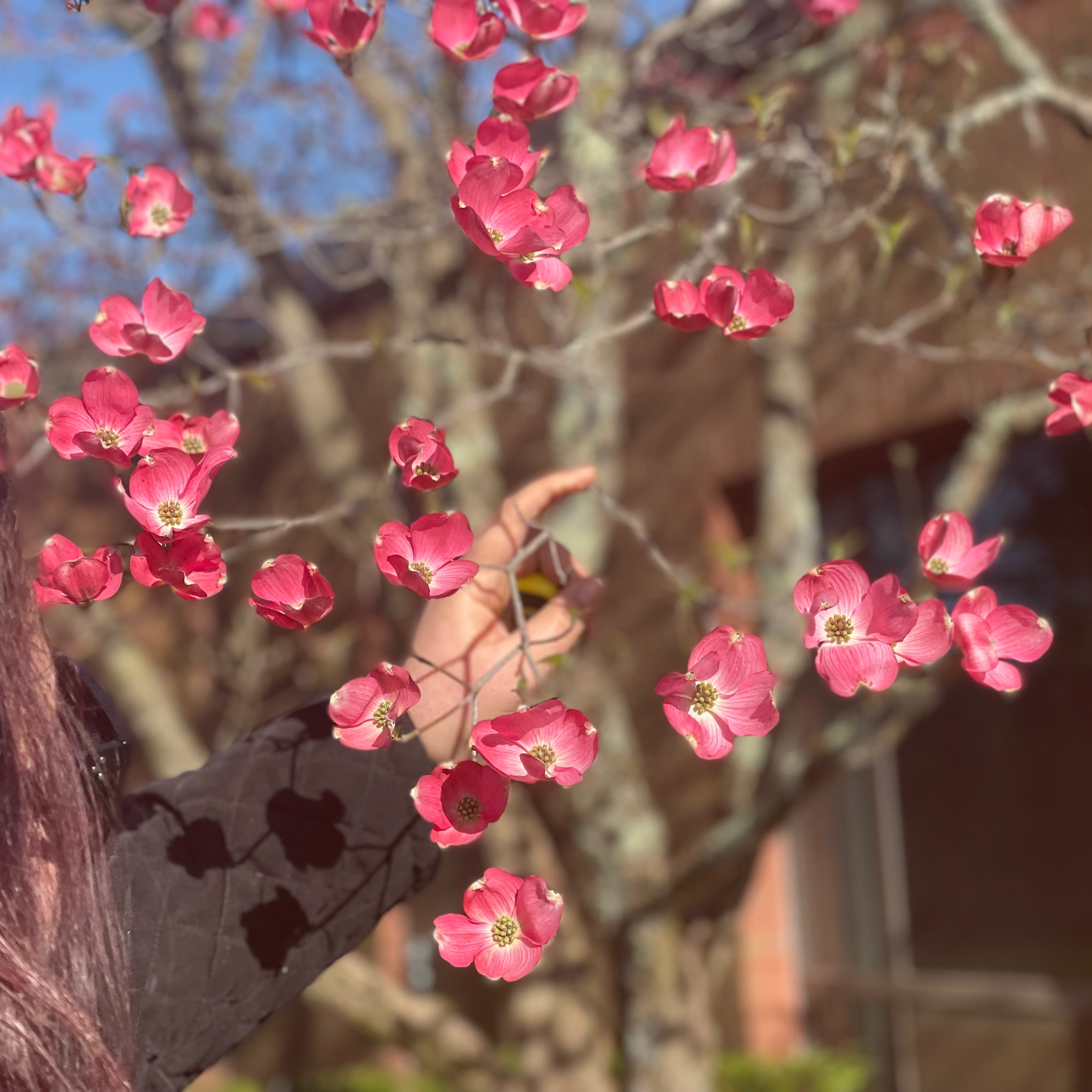 Why Is My Flowering Dogwood Dropping Leaves?