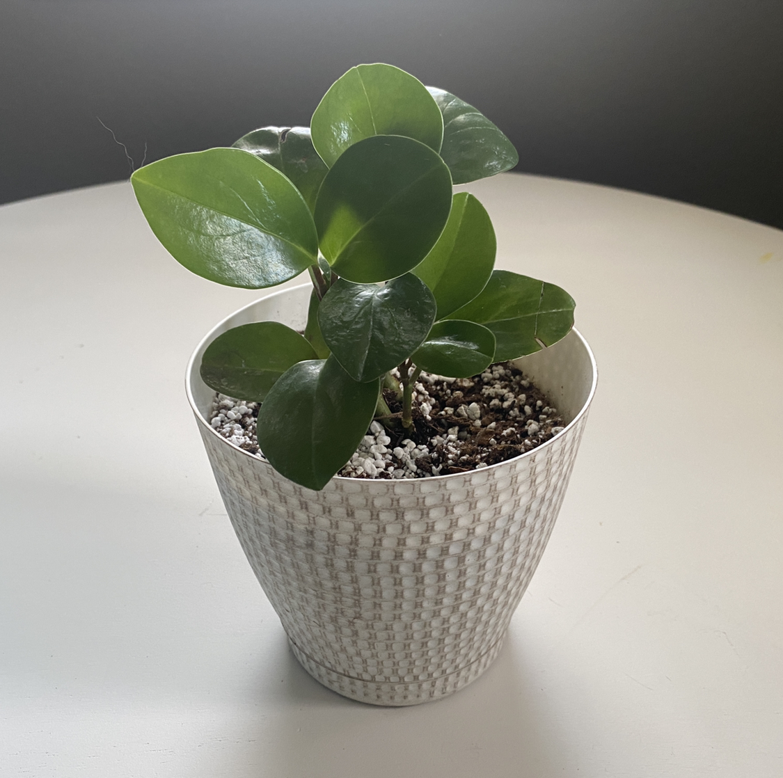 Baby Rubber Plant plant photo by @melofreakingdee named Chris Stevens on Greg, the plant care app.
