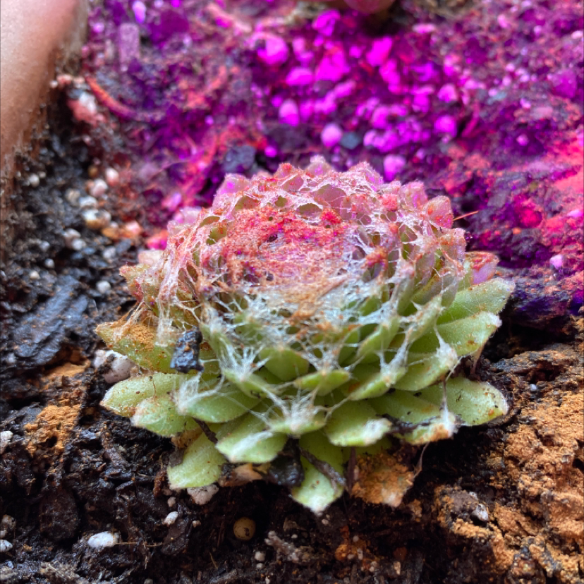 Cobweb Hens and Chicks succulent with visible cobweb-like structures on its leaves.