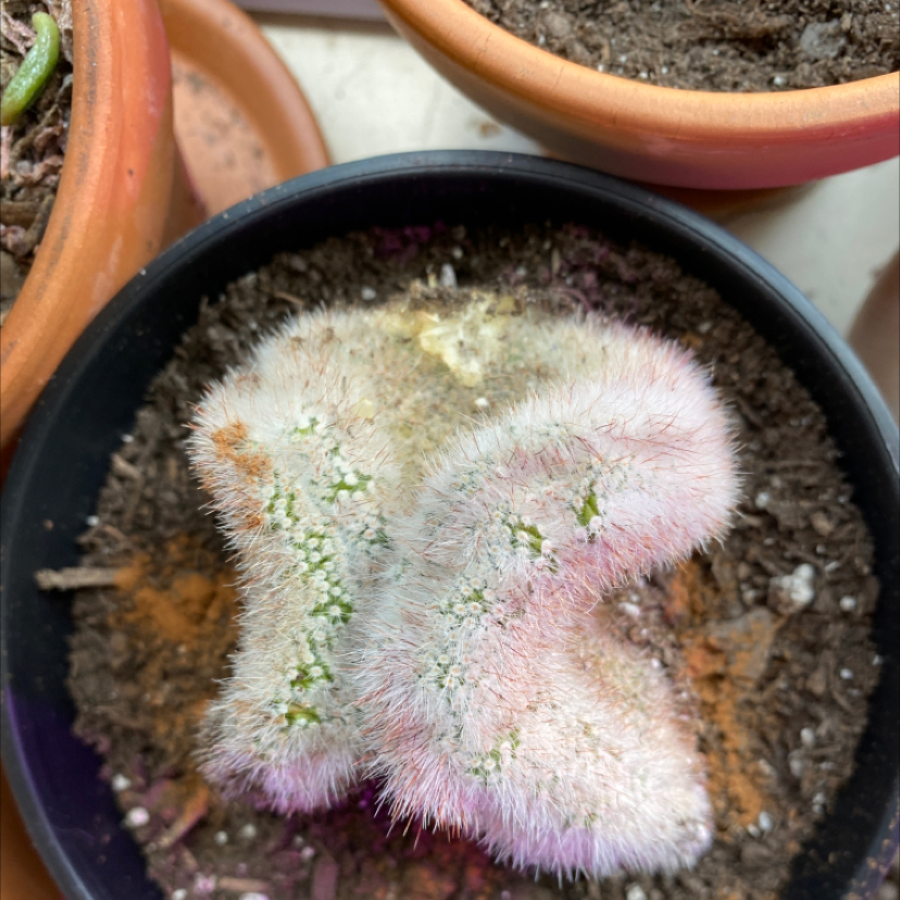 A Mammilloydia cactus in a pot with visible soil and some browning.