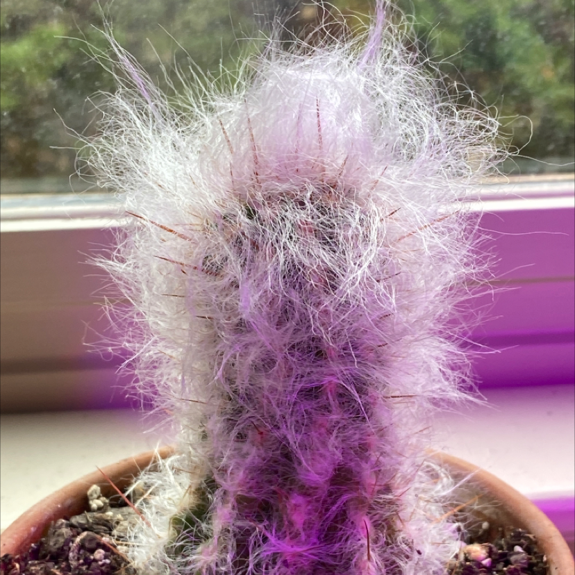 Peruvian Old Man Cactus with white hair-like spines in a pot with visible soil.
