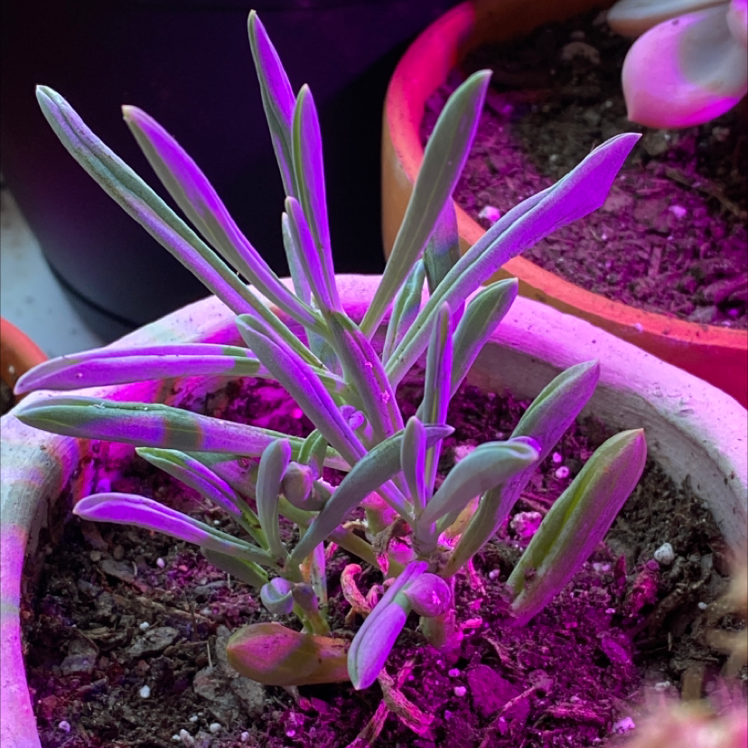 Blue Chalksticks plant in a pot under purple grow lights with visible soil.