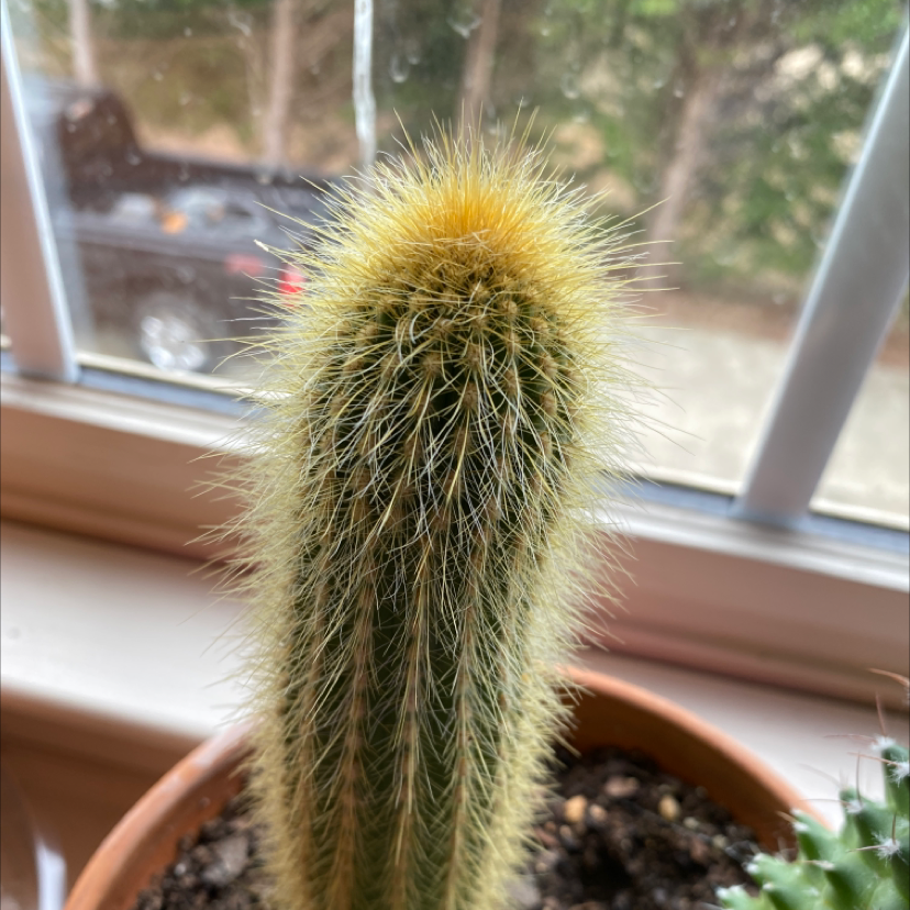 Golden Torch cactus in a pot near a window, appears healthy.