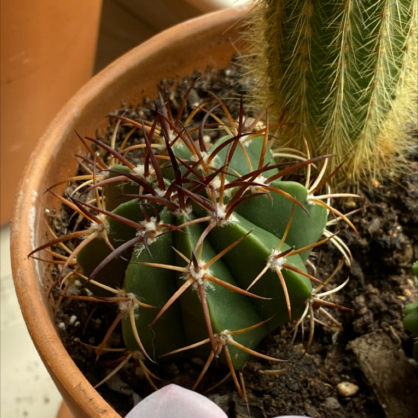 Devil's Pincushion cactus in a terracotta pot with visible soil.