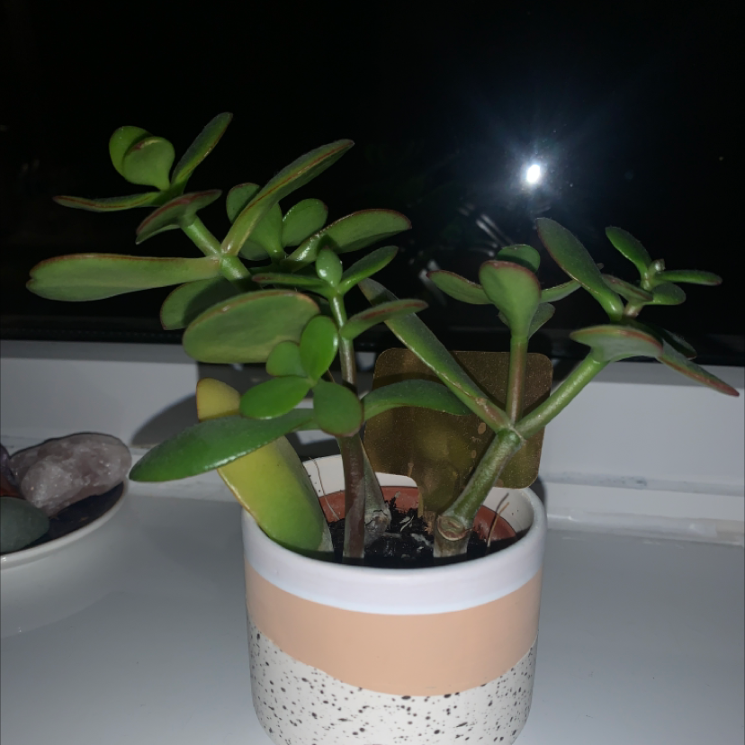 Lucky Plant plant photo by @Katieb1234 named Blossom on Greg, the plant care app.