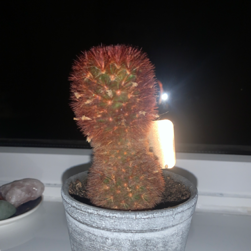 Simpson Hedgehog Cactus plant photo by @Katieb1234 named Petunia on Greg, the plant care app.