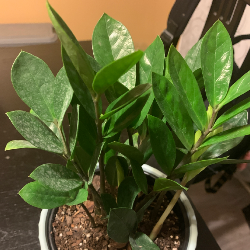 Zamioculcas Zamiifolia plant photo by Cyairra named Renee on Greg, the plant care app.