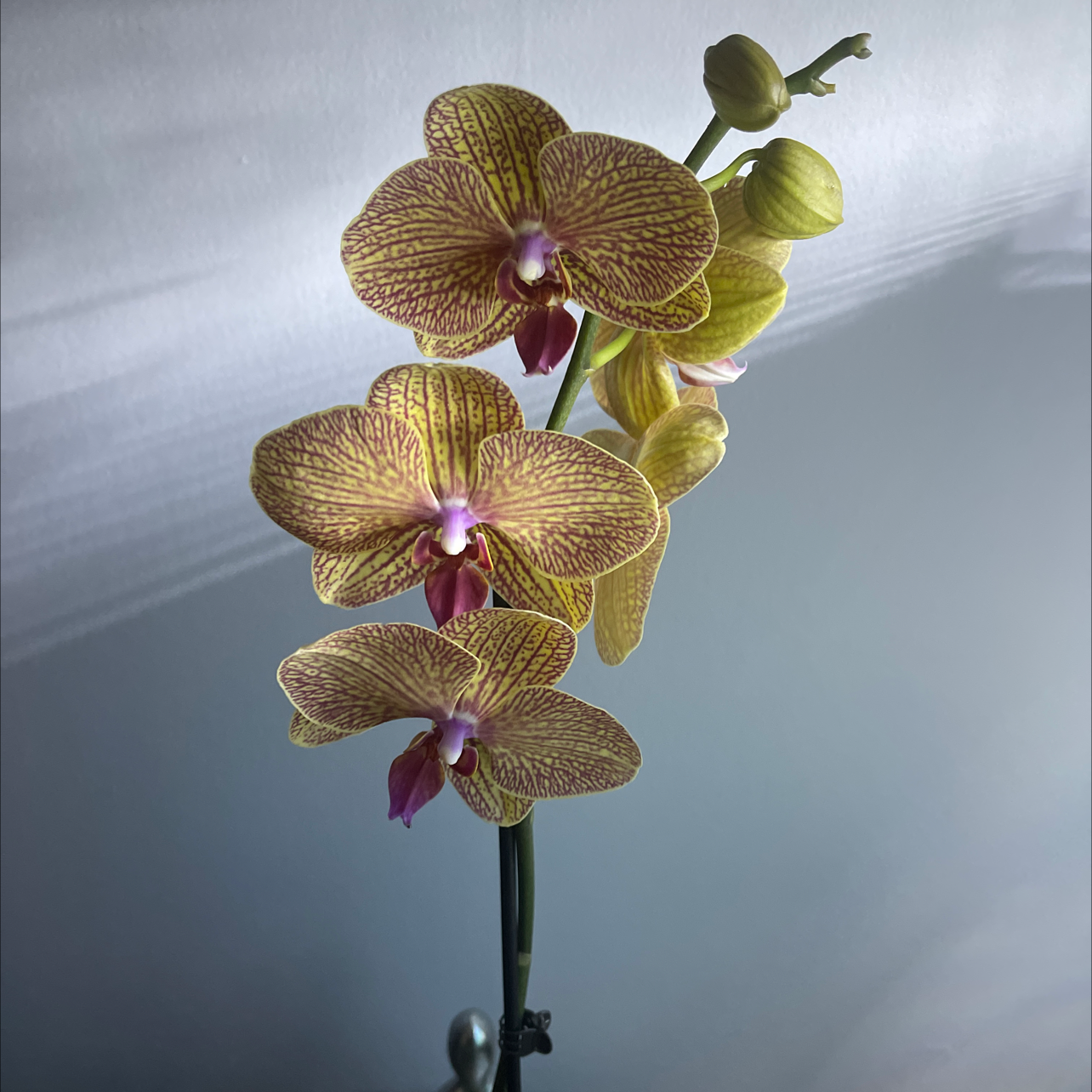 Photo of the plant species Tall White Bog Orchid by Elisa named Stella on Greg, the plant care app