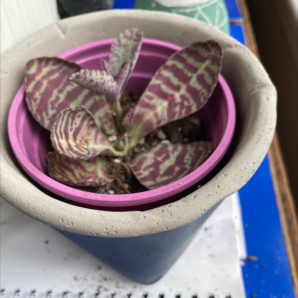 Kalanchoe humilis plant in a small pot with patterned leaves.