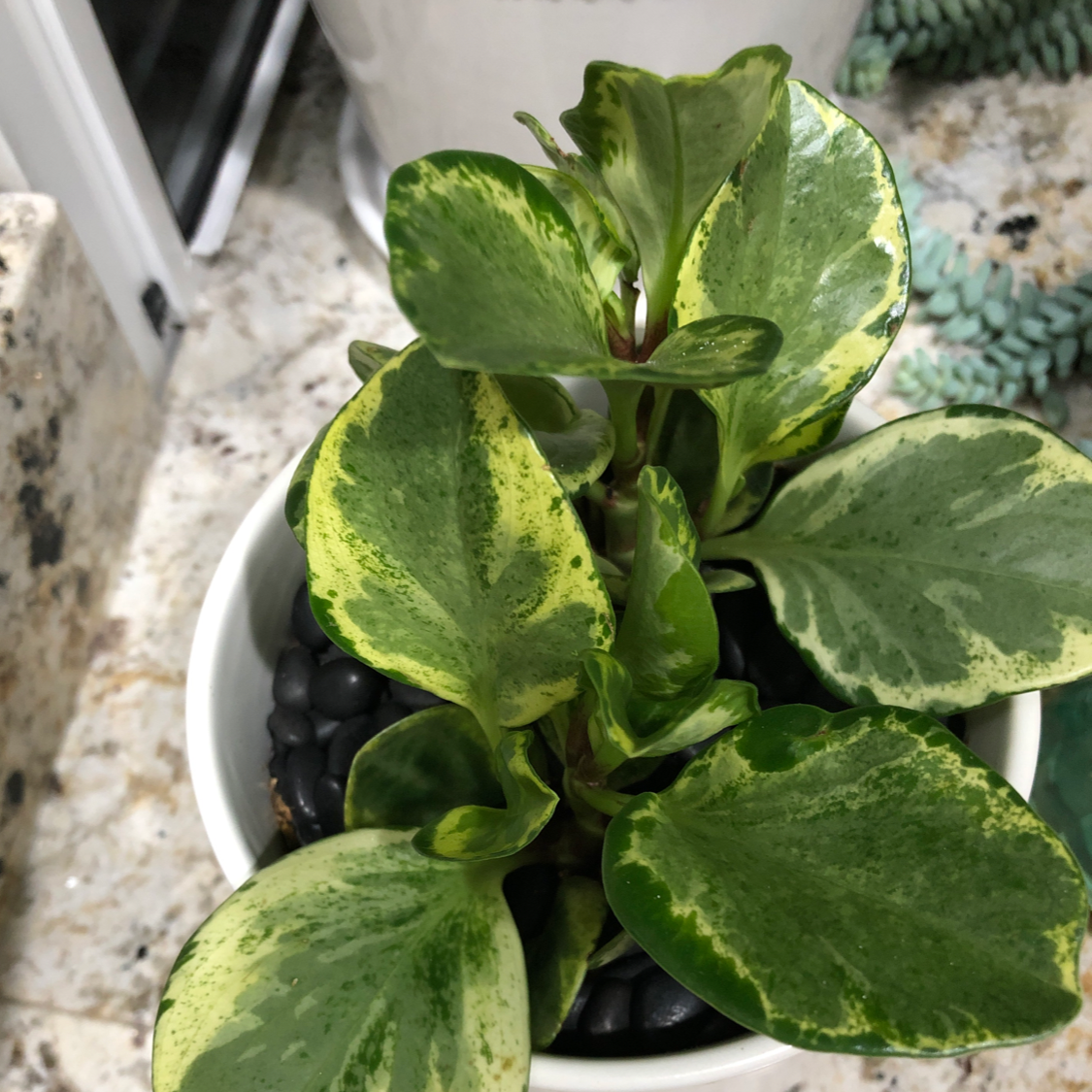 Marble Peperomia plant in a white pot with variegated green and cream leaves.
