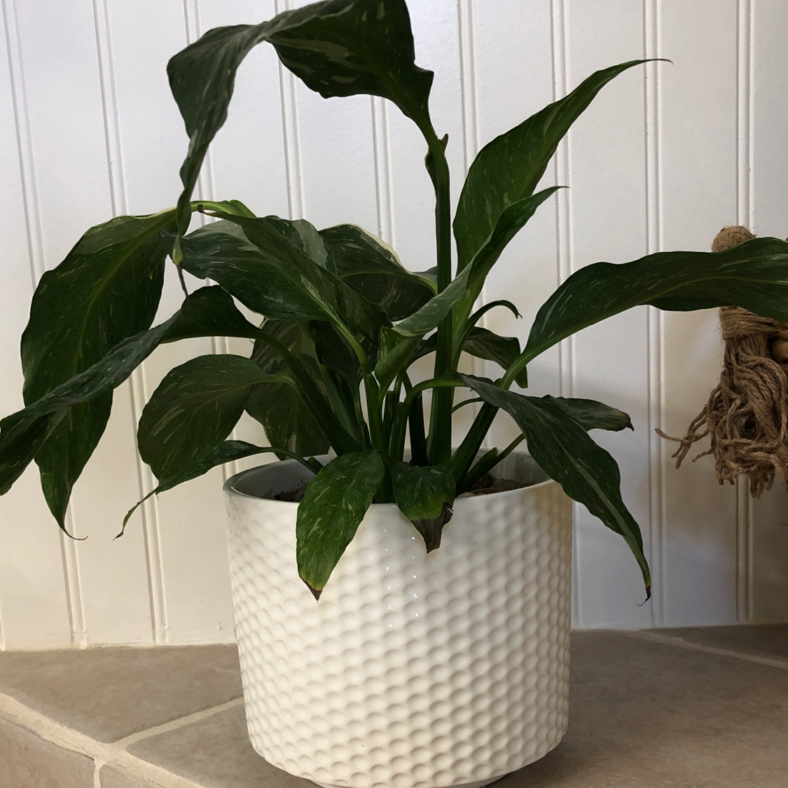 Peace Lily plant photo by @Plantandbooklady named Moody Mabel on Greg, the plant care app.
