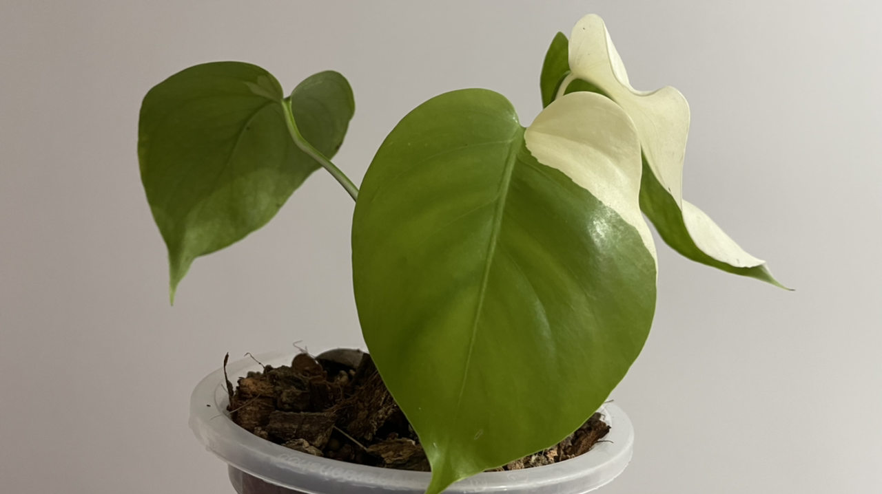 Variegated Monstera plant in a small pot with visible soil and healthy leaves.