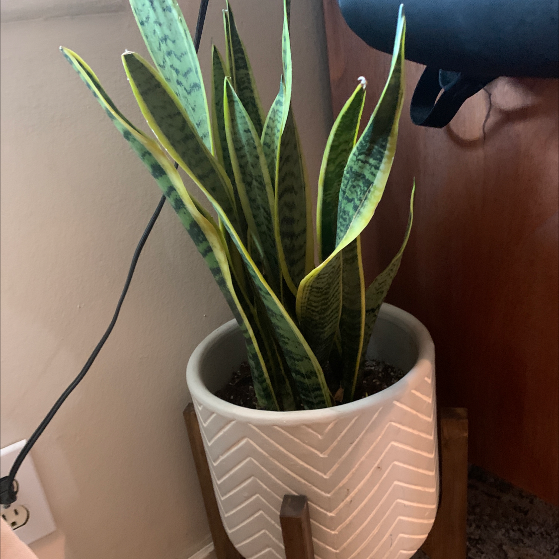 Snake Plant plant photo by Daniel named Phoebe on Greg, the plant care app.