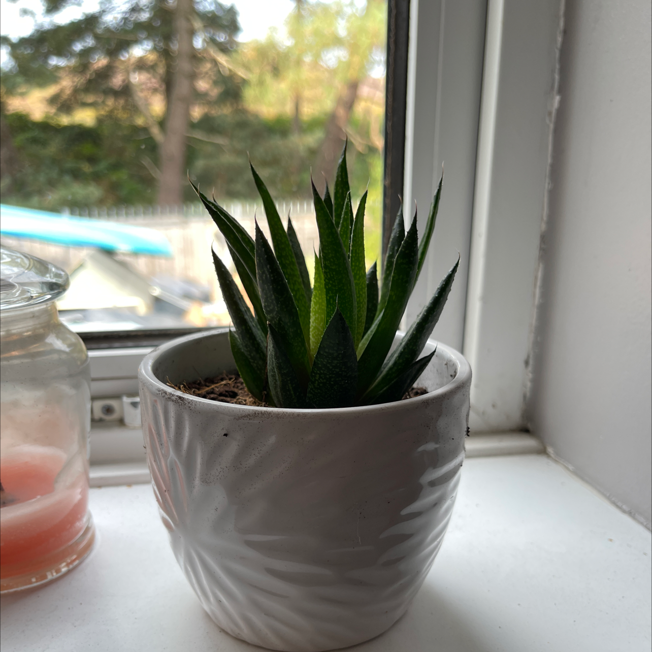 Potted Haworthia attenuata 'Enon' on a windowsill, healthy and well-framed.