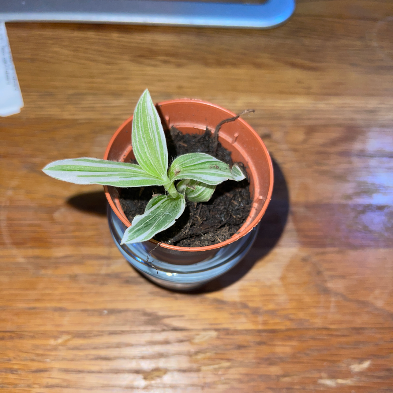 Tradescantia albiflora 'Albovittata' plant in a small pot on a wooden surface.