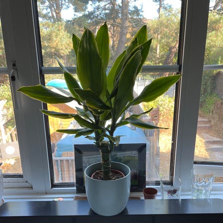 Photo of the plant species dragon tree golden coast by Ry.will03 named Demi on Greg, the plant care app