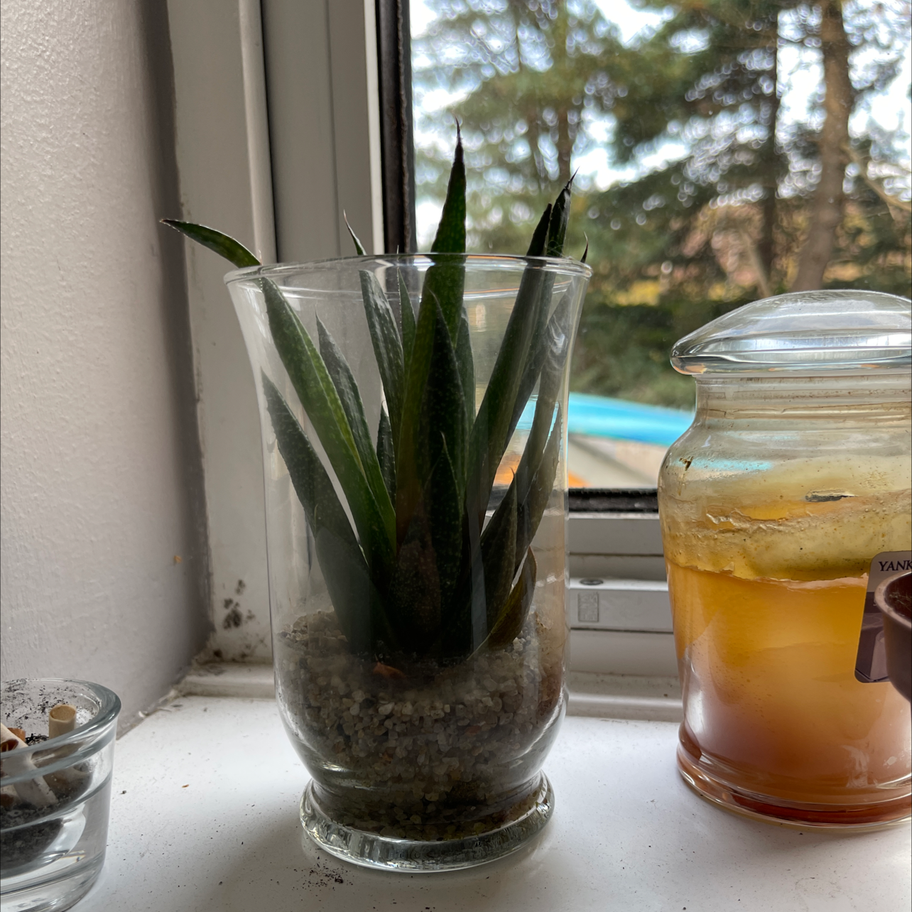 Haworthia attenuata 'Enon' plant in a glass container with visible soil, placed on a windowsill.