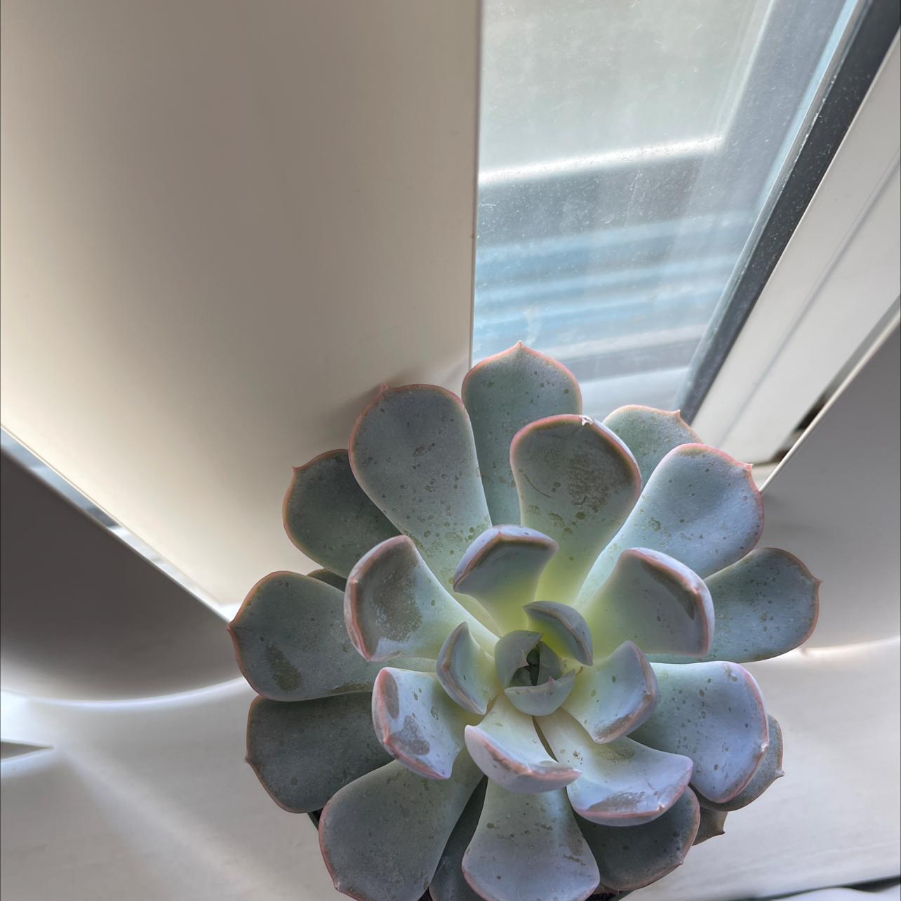 Mexican Snowball plant photo by @Plantmama98 named Bleu on Greg, the plant care app.