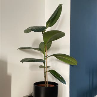 Rubber Plant plant in Welling, England
