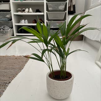 Kentia Palm plant in Welling, England