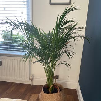 Areca Palm plant in Welling, England