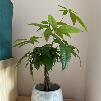 Money Tree plant in Welling, England