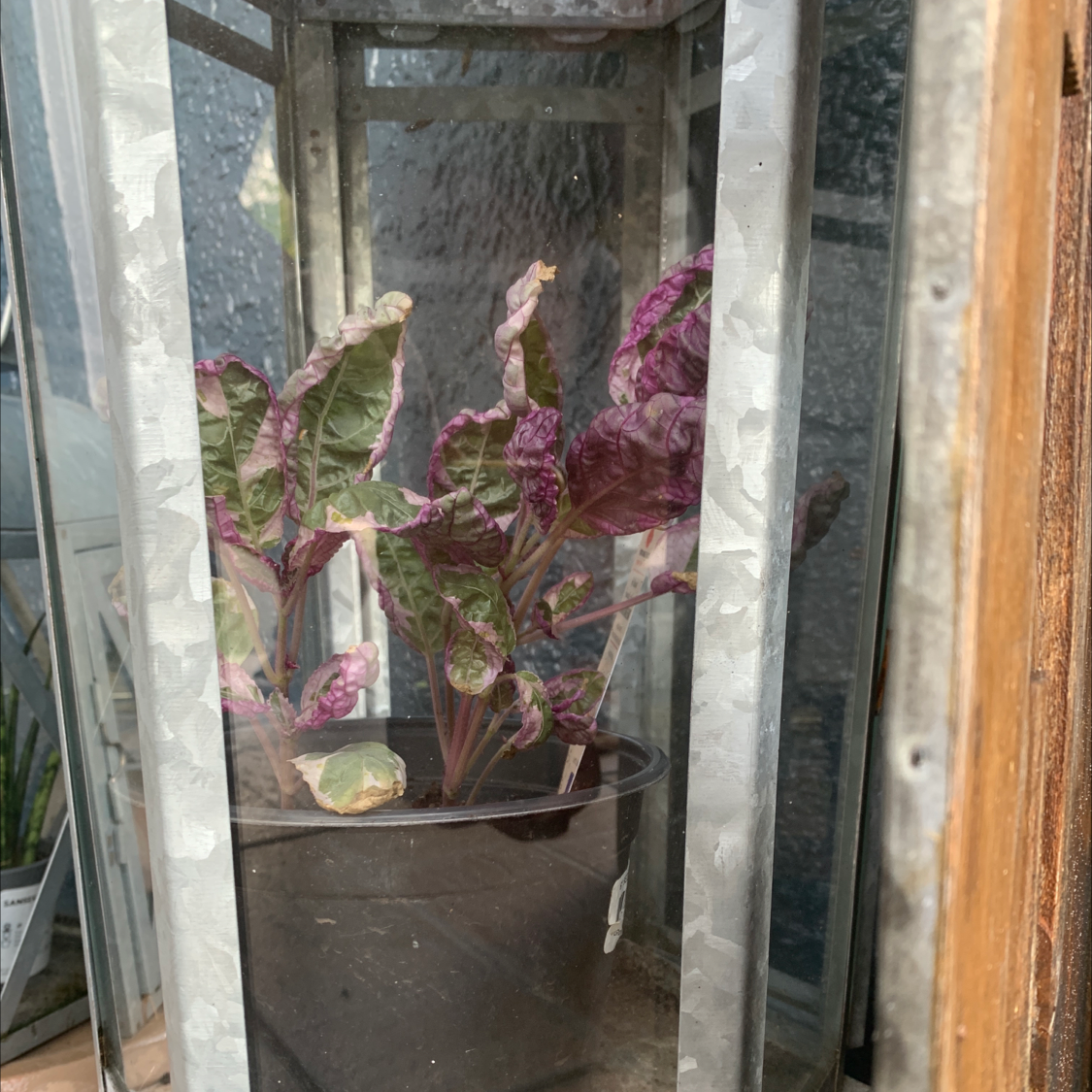 Snow White Waffle Plant in a glass enclosure with vibrant purple and green leaves.