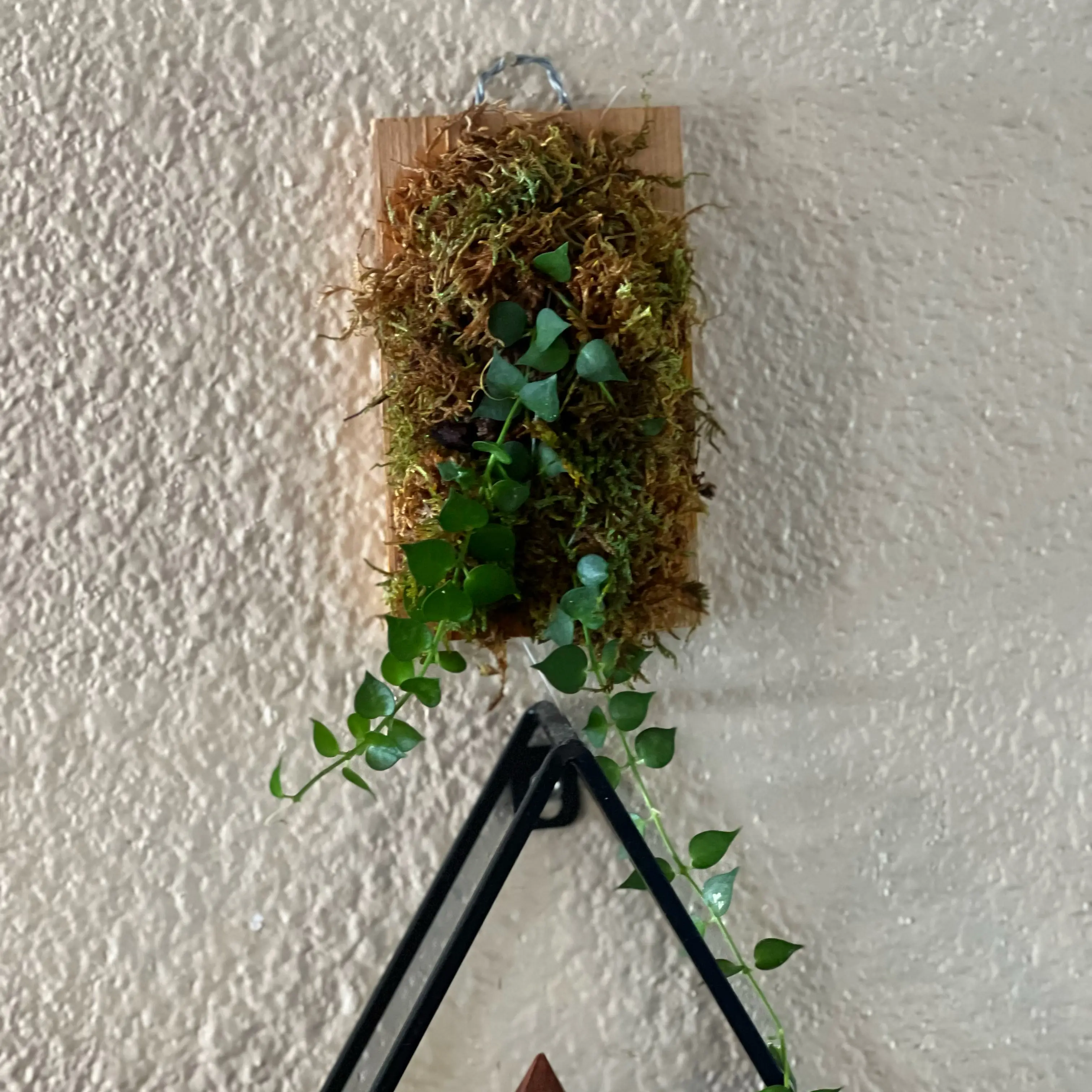 Million hearts plant mounted on a wooden board with moss, against a textured wall.