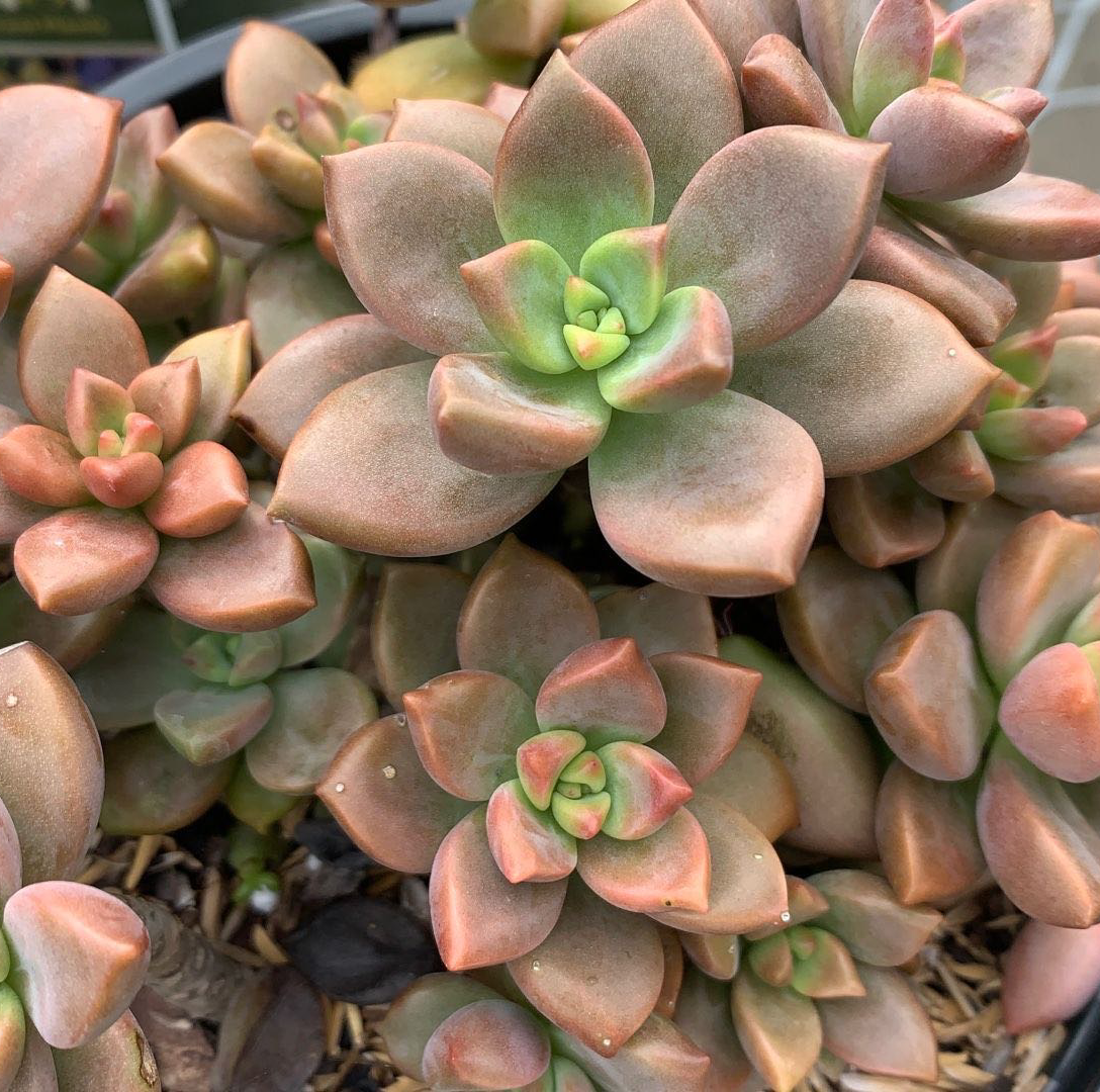 Echeveria 'Licorice': How Much Water & Light Does it Need to Thrive?