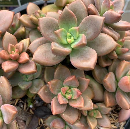 Photo of the plant species Echeveria 'Licorice' by @KatheyKorner named Mochi on Greg, the plant care app