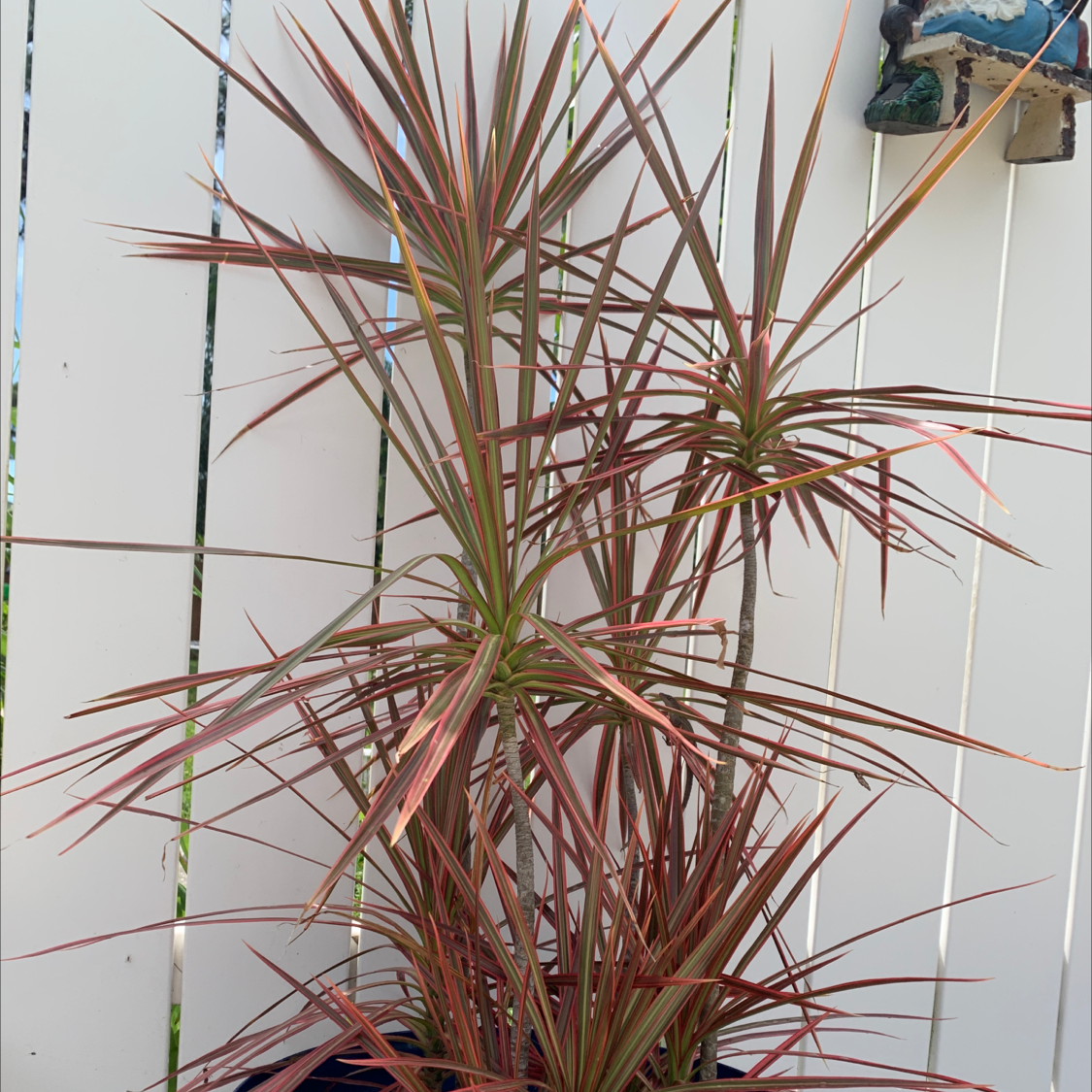 Dracaena marginata 'Bicolor' plant with red and green striped leaves, healthy appearance.