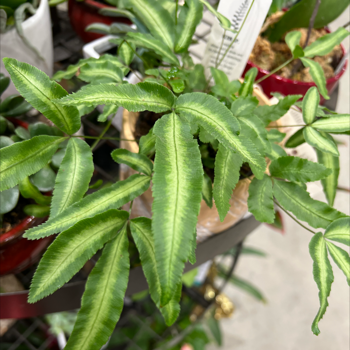 Cretan Brake plant with healthy green leaves, potted and placed on a shelf with other plants.