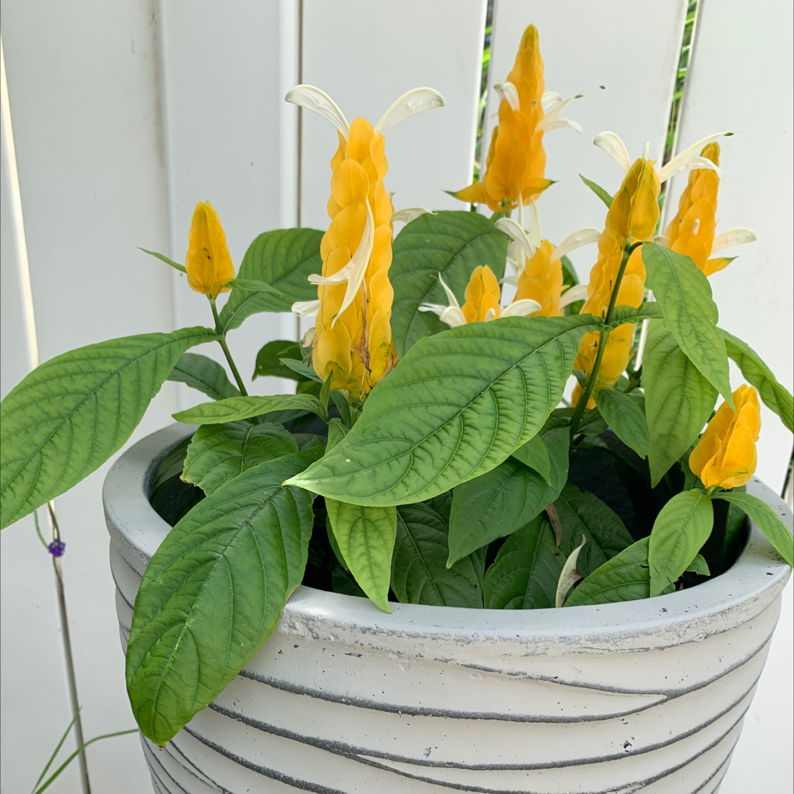 Lollipop Plant in a white pot with vibrant yellow flowers and healthy green leaves.