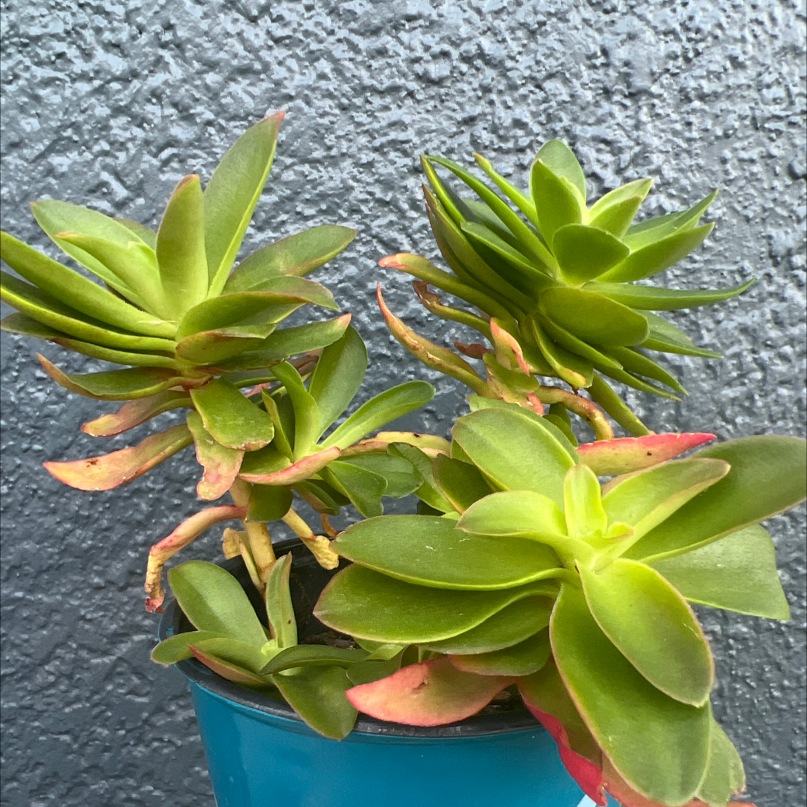 Crassula capitella 'Campfire' plant in a blue pot with green and red-tinted leaves.