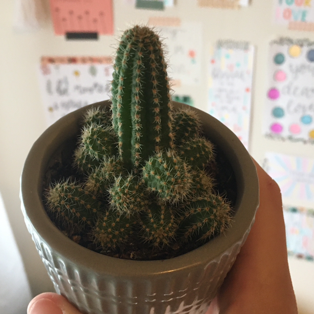 Golden Torch plant photo by @laurenr02 named Albert on Greg, the plant care app.