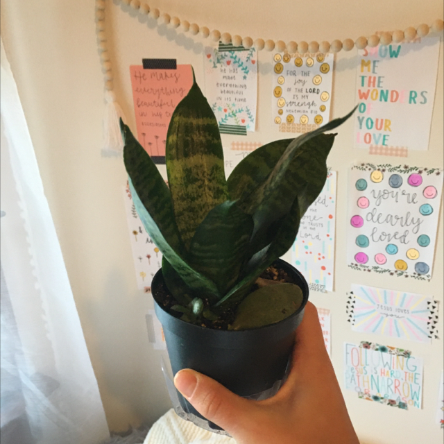 Snake Plant plant photo by @laurenr02 named Marty on Greg, the plant care app.