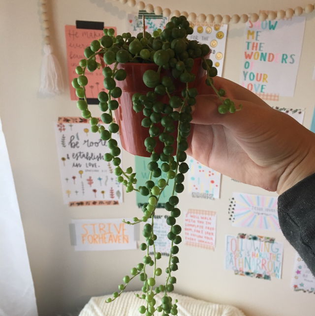 String of Pearls plant photo by @laurenr02 named Pearl on Greg, the plant care app.