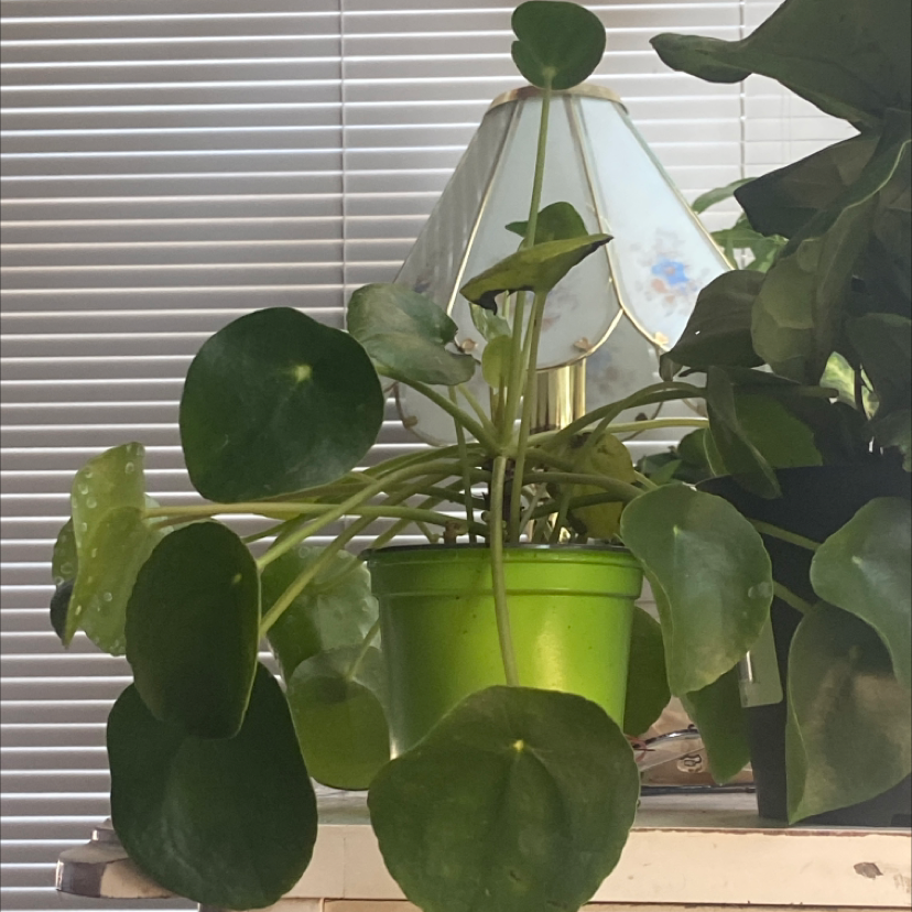 Chinese Money Plant plant photo by @Viivss named Your plant on Greg, the plant care app.