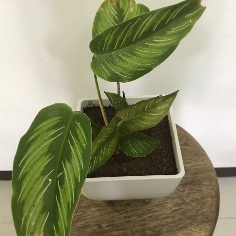 Photo of the plant species Calathea 'Beauty Star' by @mamonicaelaine named Beautystar Calathea on Greg, the plant care app